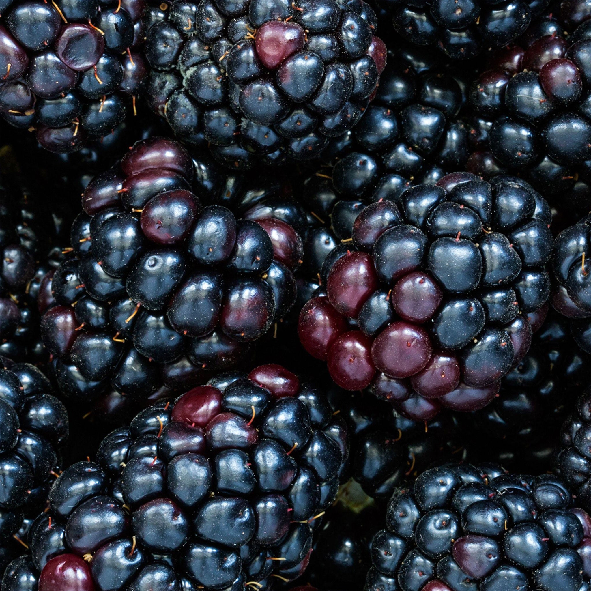 Blackberry Lemonade Sparkling Energy Drink - 85MG Caffeine